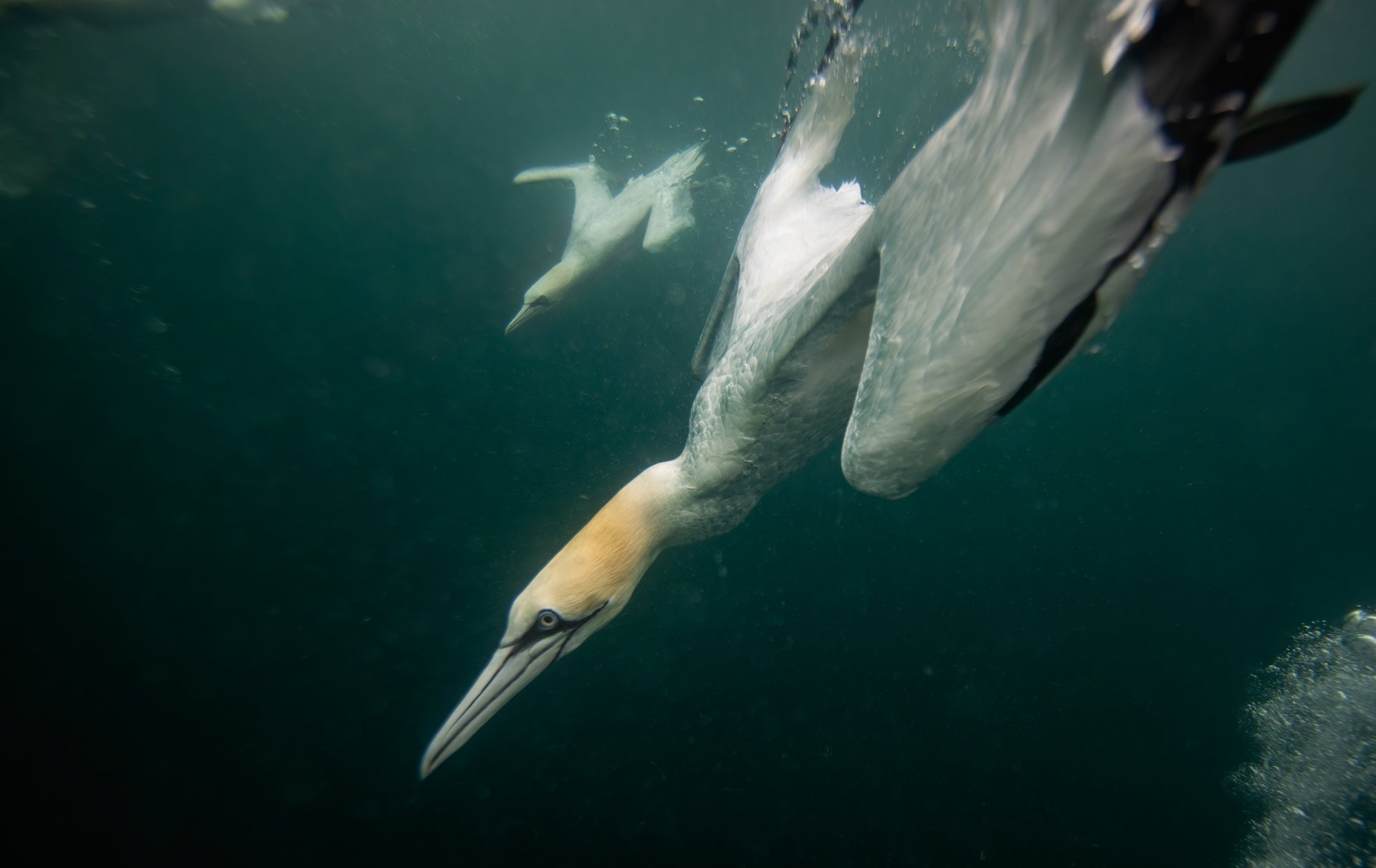 Northern gannet underwater